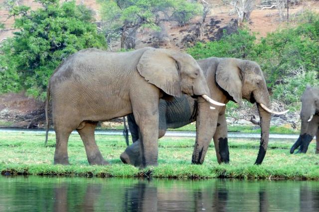 Najpočetnejším zvieraťom v Chobe je slon. Zo 130.000 slonov žij