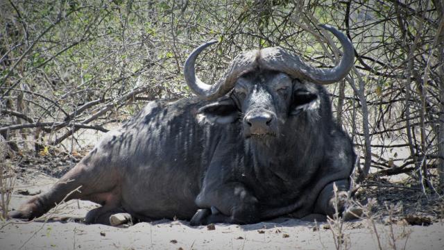 Národný park Chobe je domovom obrovského množstva byvolov. Je t