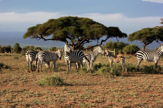 Každá zebra je unikátna – jej pruhy sú rovnako jedinečné ako od