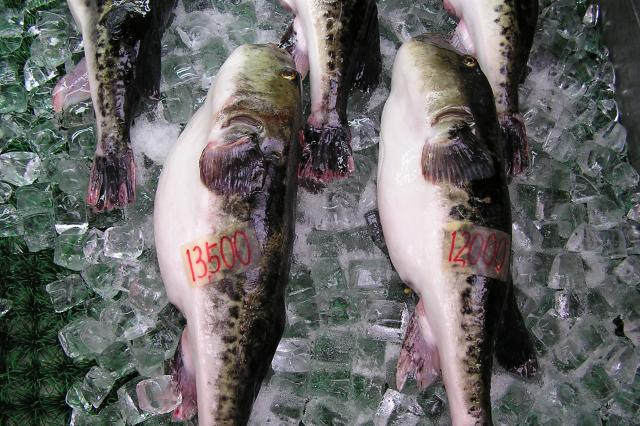 Vyskúšate aj jedovatú rybu fugu?
foto : ĽUBOŠ FELLNER - 