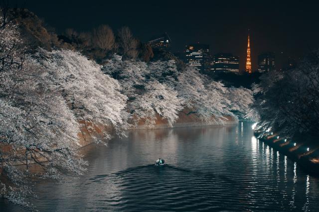 Nočné Tokio a sakury v rozkvete.
foto : Martin ŠIMKO — 