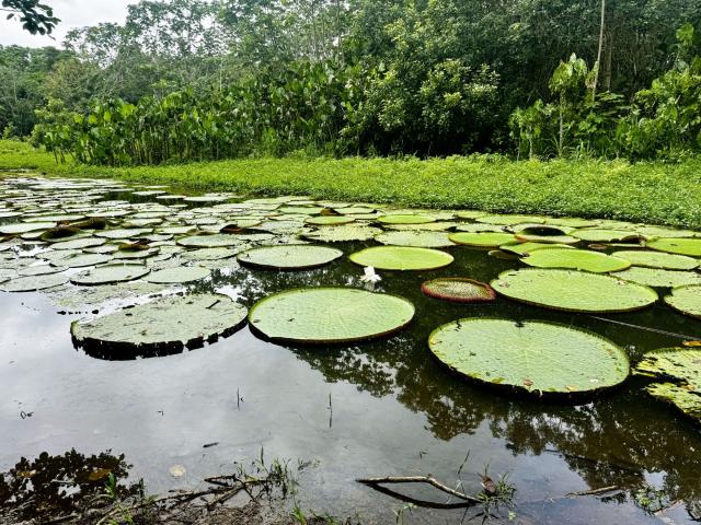 Amazonia – energia, ktorú nemožno zachytiť, iba precítiť.
Foto: