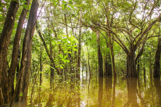 Ovocie z Amazonie chutí unikátne. foto: Frederik Schwall - 