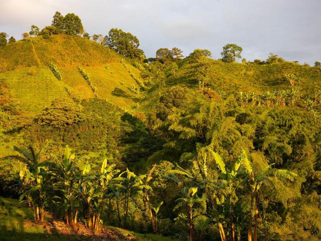 Kávová plantáž, kde sa pestuje na 100% iba arabica. TU v Quindi