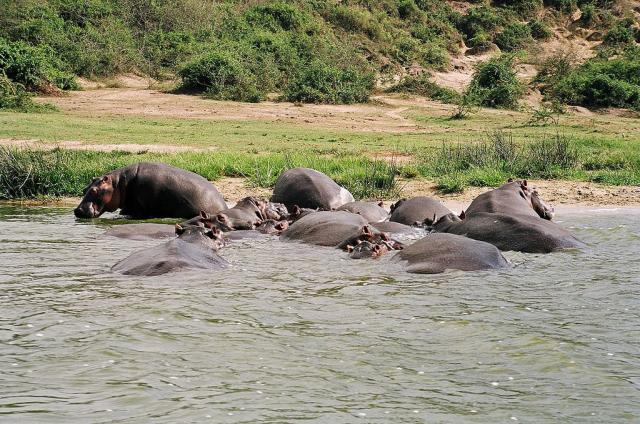 Queen Elizabeth national park - Kazinga kanál je unikátne safar