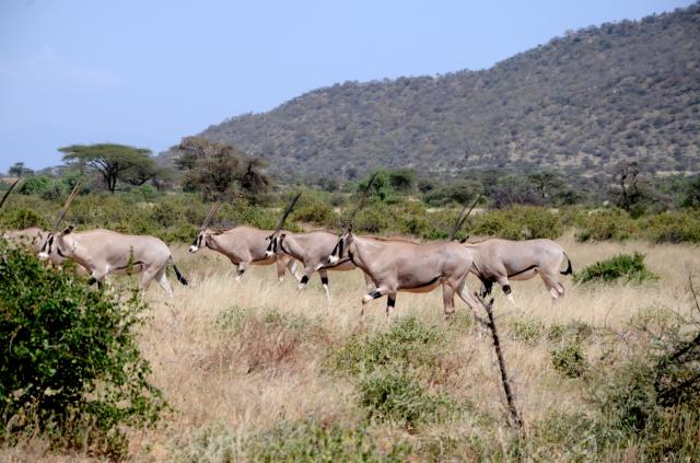Samburu