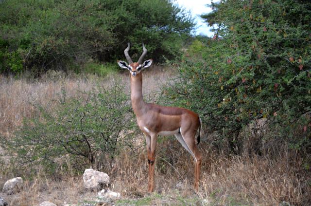 Samburu