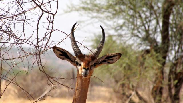 Samburu