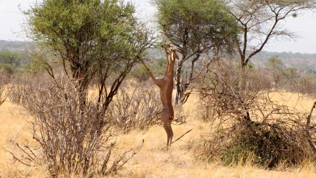 Samburu