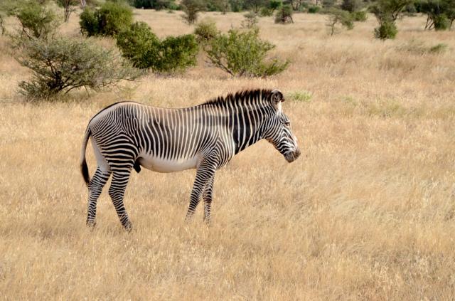 Samburu - zebra greévyho