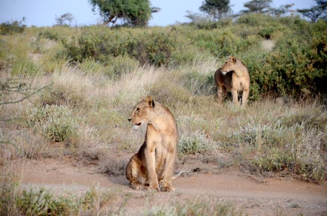 Samburu