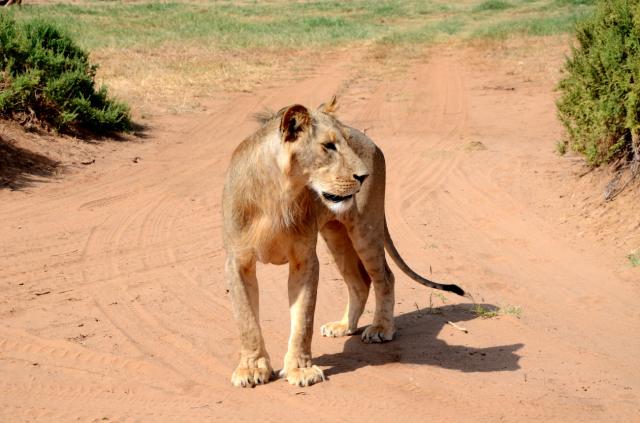 Samburu