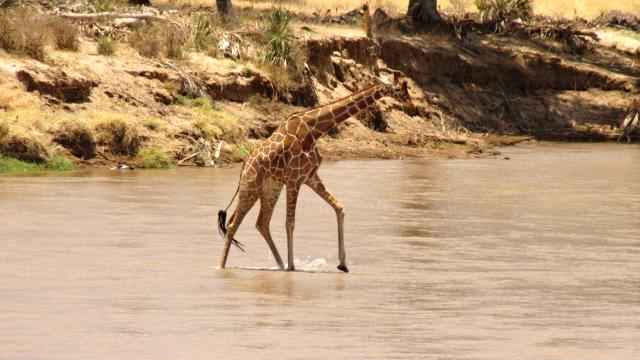 Samburu