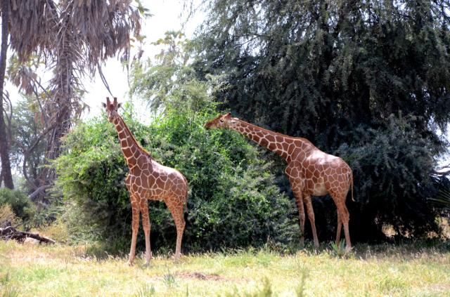 Samburu