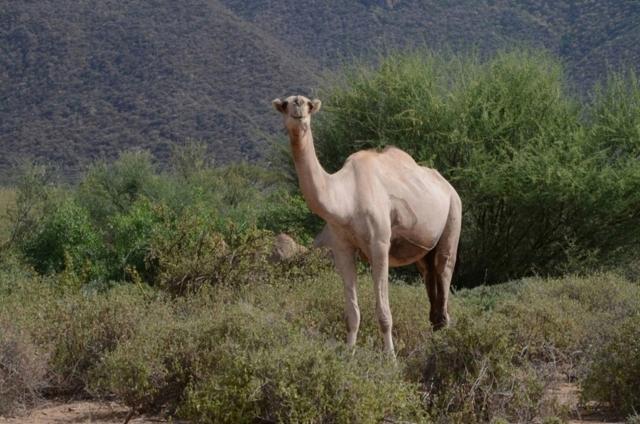 Samburu