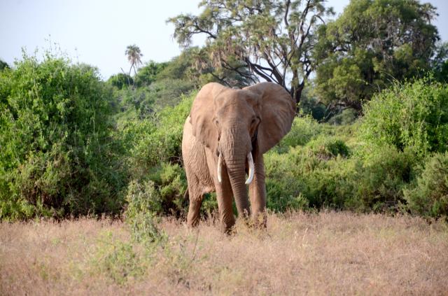 Samburu