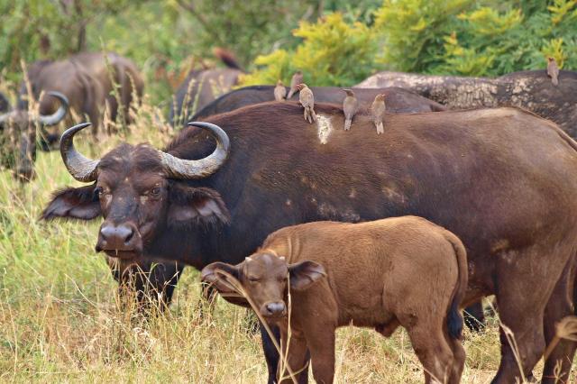V Hippo pool budeme hľadať hrochy a aj najnebezpečnejšie zviera