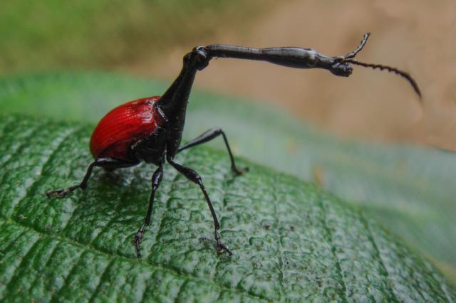 Prichádzame na východ krajiny. Pralesy Madagaskaru skrývajú jed