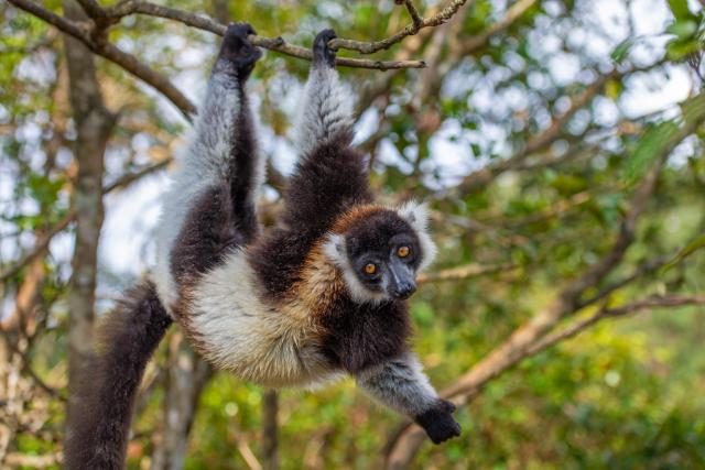 Lemur vari vytvára desiatky rôznych poddruhov a nájdeme ho takm