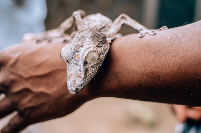Ukážkový Uroplatus. foto: Zuzana HÁBEKOVÁ – 