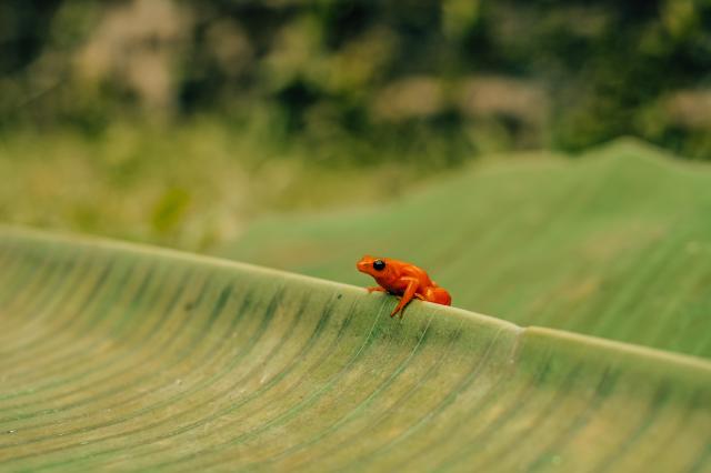 Rozkošná mantela zlatá. foto: Zuzana HÁBEKOVÁ – 