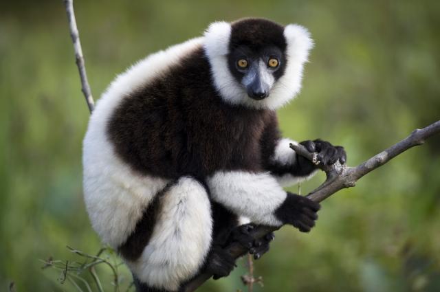 DoviDeňia, Madagaskar!
foto: archív 