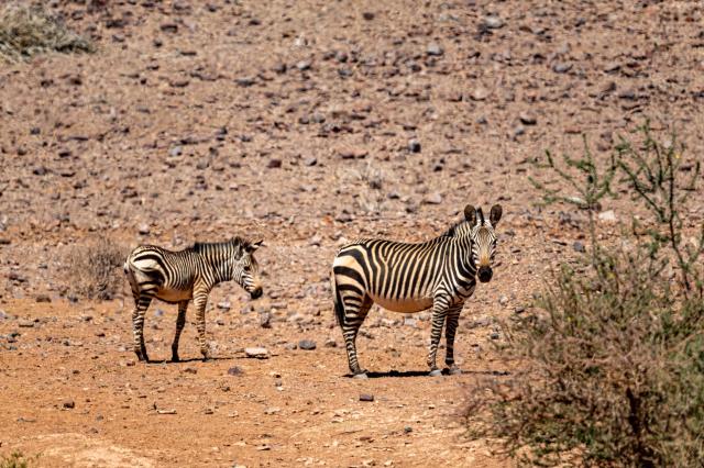 Vzácnosťou je zebra horská, ktorá už žije iba na málo miestach 