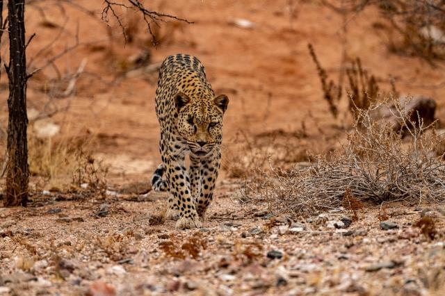 Leopardy sú neodmysliteľnou súčasťou africkej divočiny. Je to n