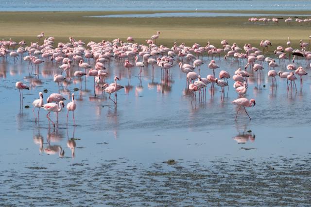 Jedným z miest, ktoré v Namíbii navštívime, bude WALVIS BAY a z