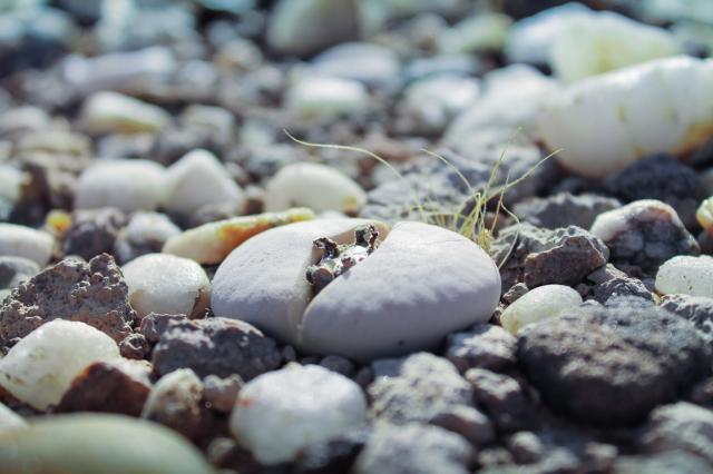 Fascinujúce púštne rastliny rodu Lithops, ktorým sa hovorí aj k