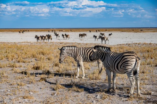 Etosha je perla medzi národnými parkami. 4.600km2 z jej 22,5 ti