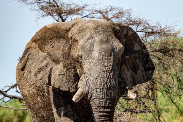 Etosha je jedným z najlepších safari v Afrike. Slané jazerá, ze