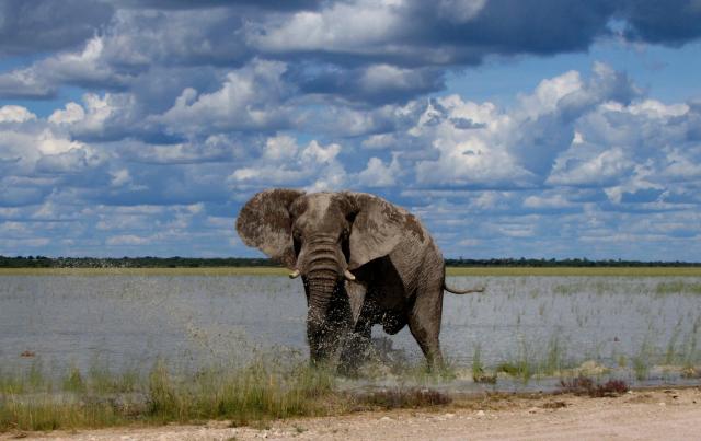 Žijú tu takzvané púštne slony, ktoré sú najväčšie z celej Afrik