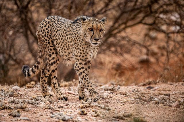 Vyskytujú sa tu všetky veľké mačky – lev, leopard a gepard. fot