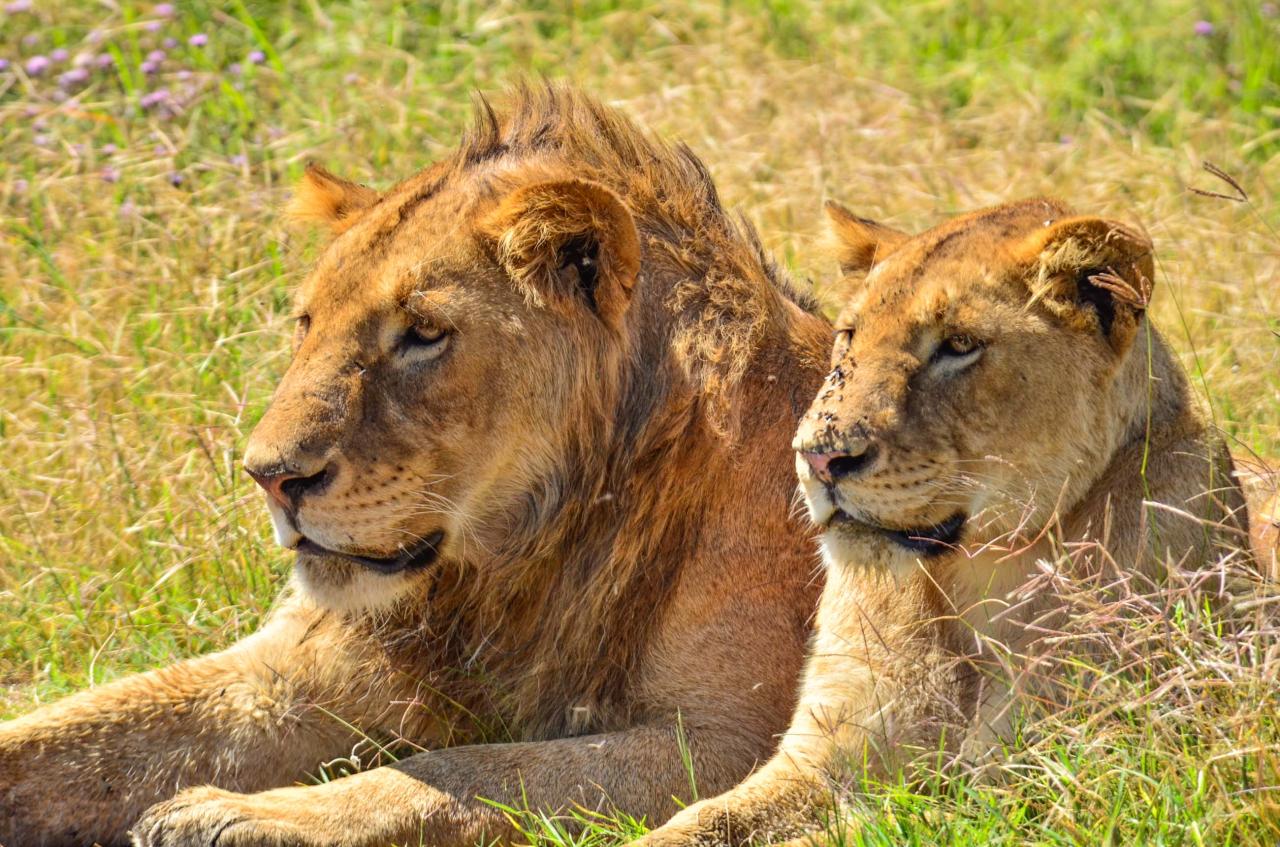 Ngorongoro je miestom s najvyššou koncentráciou levov v Afrike.
