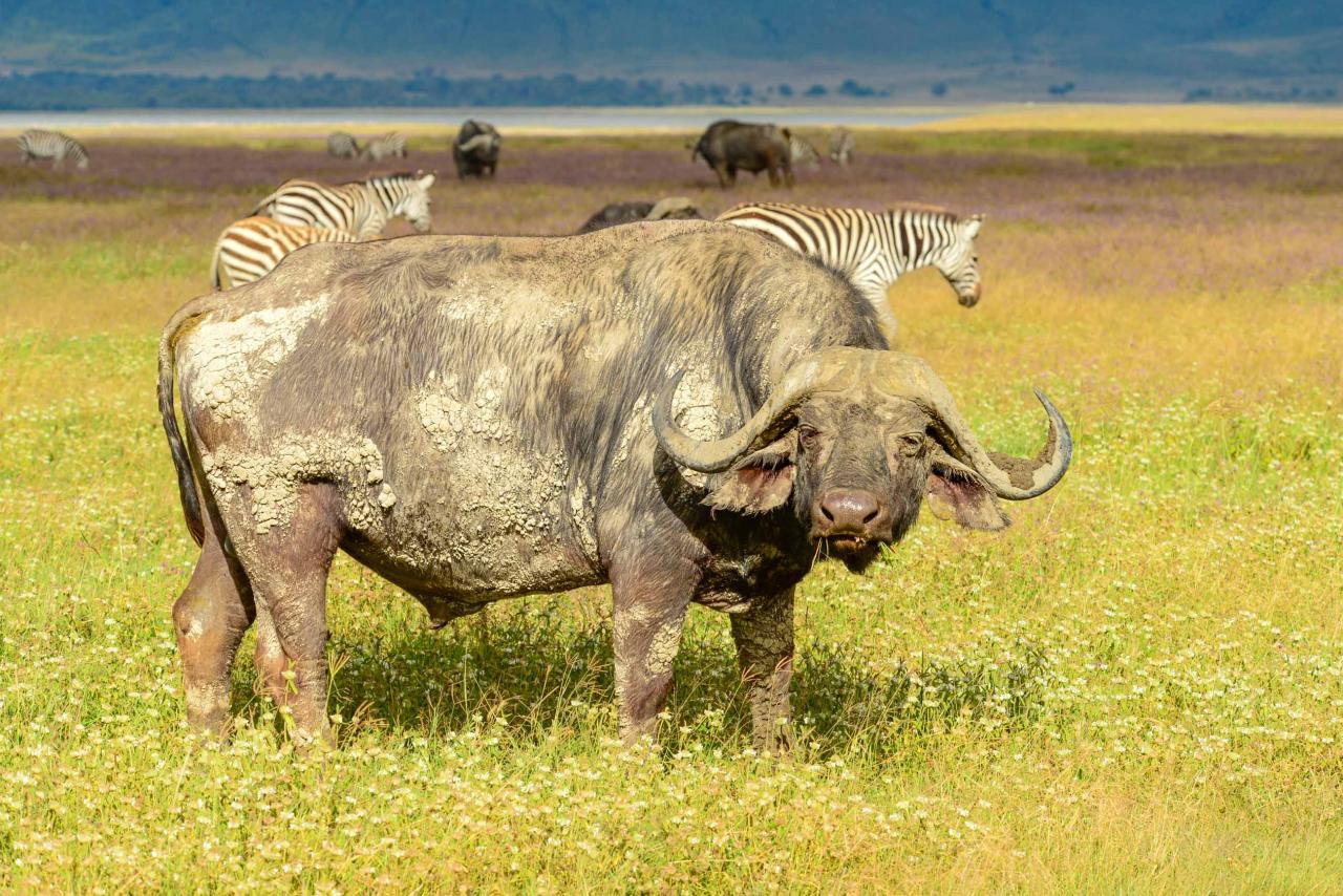 Veľmi početným druhom je tu byvol africký, jedno z najnebezpečn
