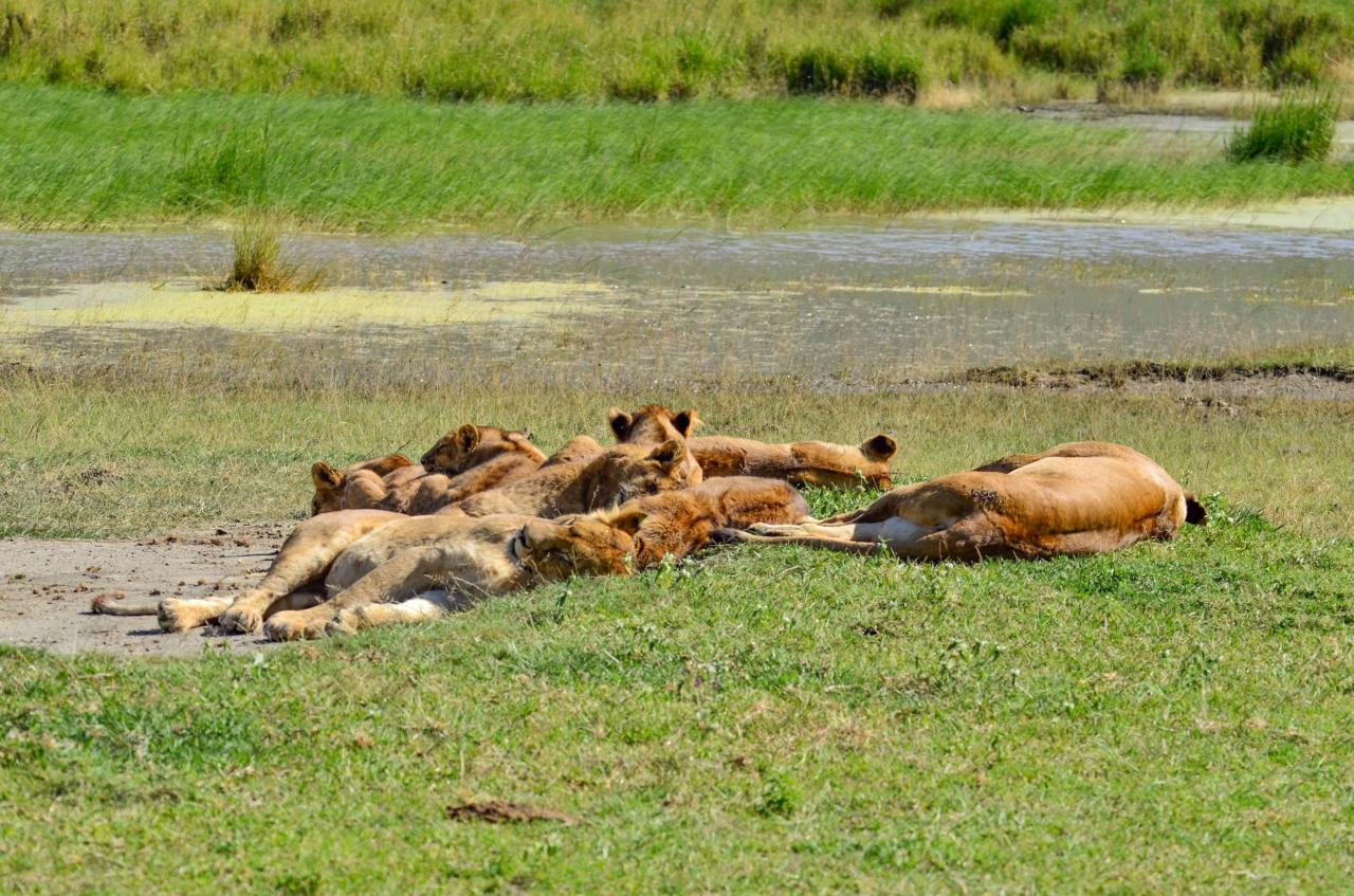 Levy sú jednými zo zvierat, pre ktoré na safari idete. Tu sa na