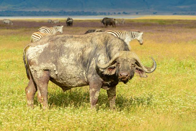 Veľmi početným druhom je tu byvol africký, jedno z najnebezpečn