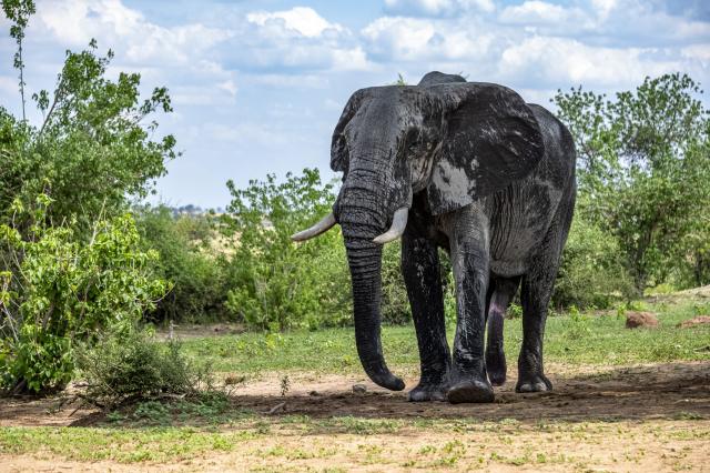 Vitajte v krajine slonov. Celá oblasť regiónu Kavango-Zambezi j