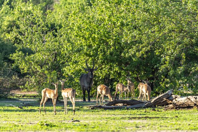 Impala je v mnohých parkoch najpočetnejšou antilopou. Nemá príb