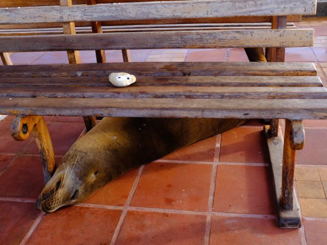 Potulky mestečkom Puerto Ayora. Foto: Katarína Líšková - 