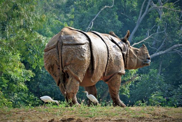 /uploads/usr/10908/zajazdy/india/rhino-india.jpg