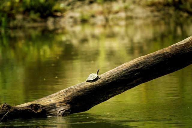 Vo vodách a na brehoch Brahmaputry žije niekoľko druhov vodných