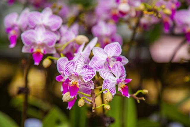 Na kvetových trhoch v štvrti Mong Kok nájdeme najkrajšie orchid