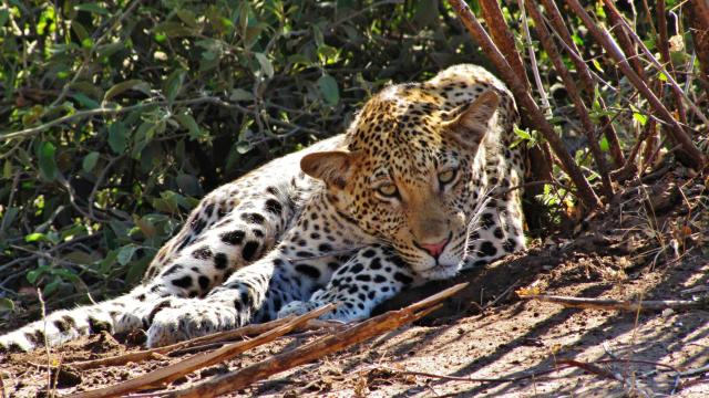 Kruger national park - tu je najväčšia šanca vidieť leoparda zo