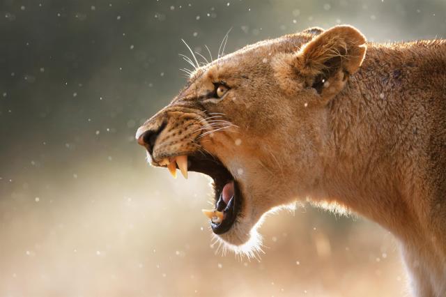 Kruger national park - levy vidíme pri každej návšteve