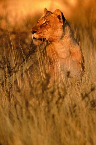 Kruger national park - budeme mať šťastie ich pozorovať pri lov