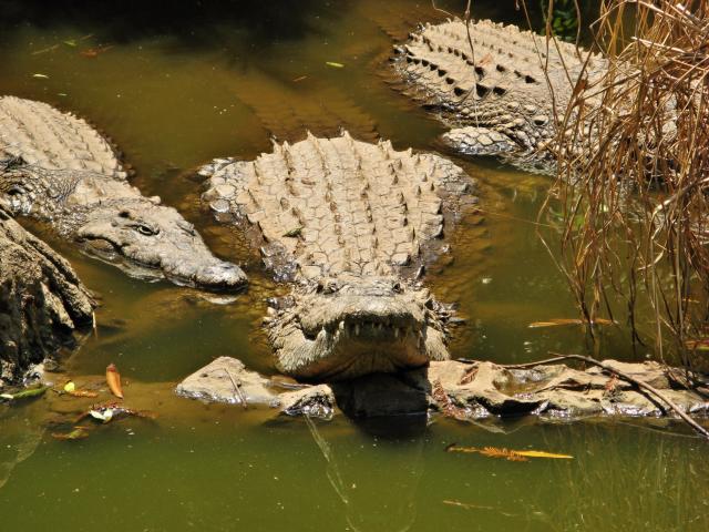 Kruger national park - keď je teplo, krokodíly sa idú schladiť 
