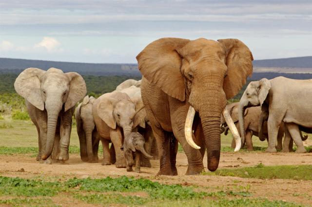 Kruger national park - stáda slonov sú tu bežné