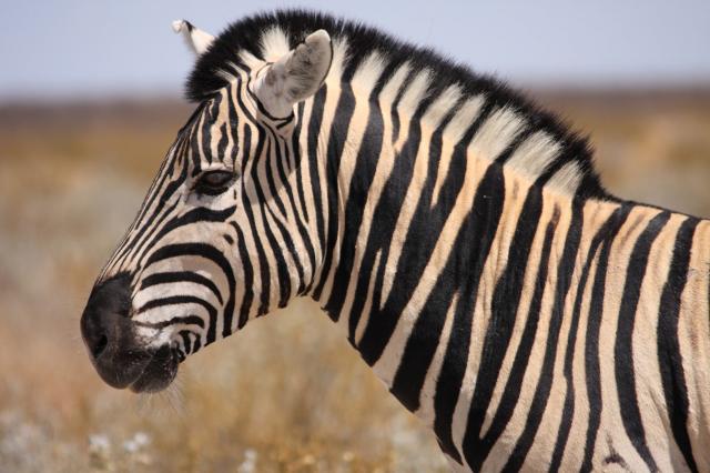Kruger national park - zebry budeme hľadať pri napájadlách